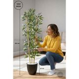 Biçiçek Bambu Ağacı 110 Cm 3 Gövdeli