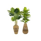 BİÇİÇEK Luxury Monstera ve Difenbahya Ağacı Hasır saksıda