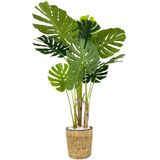 Biçiçek Monstera Ağacı 150Cm Fejka Hasır Saksıda