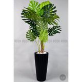 Biçiçek Monstera Ağacı 160-200 Cm Bambu Gövde