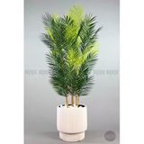 Biçiçek Yapay Areka Palmiyesi 48 Yapraklı 150 Cm Beyaz Vega Saksıda