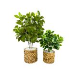 Biçiçek Yapay Manolya Bitkisi 70 Cm Ve 50 Cm Hasir Saksıda