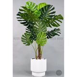 Biçiçek Yapay Monstera Ağacı Deve Tabani 160 Cm Beyaz Vega Saksıda