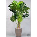 Biçiçek Yapay Monstera Ağacı Deve Tabani 160 Cm Mocha Luna Saksıda