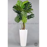 Biçiçek Yapay Monstera Ağacı Deve Tabani 200 Cm Beyaz Lilyum Saksıda