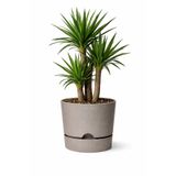 BiDünya Begonya 5lt Bej Krem Saksı Ağız Çapı 21 Cm Yükseklik 20.5 Cm