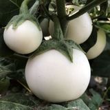 Big White Beyaz Patlican Tohumu (15 Tohum)