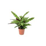 bikaktüsdünyasi Calathea Lancifolia 'rattlesnake' - Dua Çiçeği Kaladya - 40 Cm