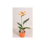 bikaktüsdünyasi Starliçe Regina Cennet Kuşu (strelitzia Reginae) Ithal Canlı Saksıda Ev Ofis Salon Bitkisi.