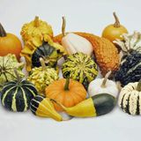 Bilgarden Karışık Süs Kabakları Tohumu (10 tohum)