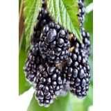 Bilgarden Tüplü Bol Verimli Yediveren Aromatik Brazos Böğürtlen Fidanı