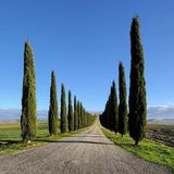 Bilgarden Tüplü Kara Servi (Cupressus sempervirens) Fidanı (20-30 cm)