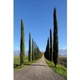 Bilgarden Tüplü Kara Servi (cupressus Sempervirens) Fidanı (50-100 Cm)