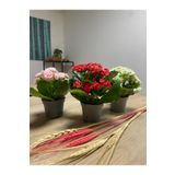 Bilge çiçek (KALANCHOE) Kalanşo Çiçeği 3 Adet Farklı Renkler