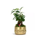 Binbir Surat Gold Saksı, Mini Ficus Bonsai