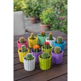 Binbirreyon 10 Adet Mini Saksı Seti Kaktüs Saksı Yuvarlak 5,5x6,5cm AH041