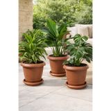Binbirreyon 3 Adetli 4Lt Tabaklı Saksı Seti Terracotta Kahverengi 24x20cm AH208