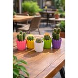 Binbirreyon 5 Adet Kaktüs Saksı Seti Mini Saksılar Yuvarlak 5,5x6,5cm AH041