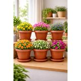Binbirreyon 6 Adet Yuvarlak Tabaklı Antik Saksı Seti 1,5Lt 17x14,5cm Terracotta AH200