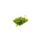 Bıo Aquatıc Java Moss 5X5 Cm Akvaryum Zemin Ve Dekor Süsleme Bitkisi.