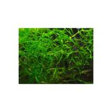 BIO AQUATIC Lepistes Otu 1 Paket Guppy Grass 5 Adet Canlı Bitki