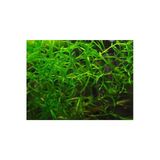 Bıo Aquatıc Lepistes Otu Guppy Grass 5 Adet Canlı Bitki