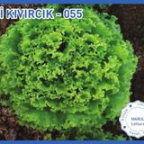Biogen 10 gr 1 Paket İri Kıvırcık Marul Tohumu