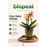 biopeat Cam Orkide Saksısı 12 Pot Şeffaf Cam Vazo Saksı Dekoratif Bitki Saksısı