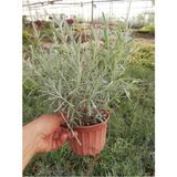 Biorganix Lavanta Çiçeği Fidanı 10-20 cm