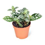 Biorganix Life Pilea Cadierei - Karyağdı Çiçeği - Ev Ofis Salon Iç Mekan Bitkisi - 10 cm