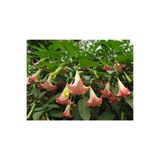 BİORGANİX Melek Borazanı AcemBorusu Fidanı 10-20 cm