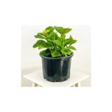 Biorganix Ortanca Fidanı Saksılı
