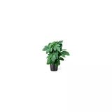 Biorganix Solanum Muricatum Pepino Fidanı 10-20 cm