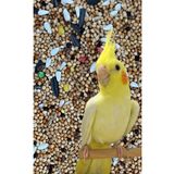 Bird Land Sultan Papağanı Pareket Yemi 1 Kg.