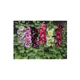 Birtutamrenk Althaea Officinalis rengarenk hatmi çiçeği 50adet tohum