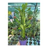 Birtutamrenk Euphorbia Trigona Süt Ağacı 5.5saksılı