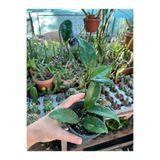 Birtutamrenk Hoya carnosa mum çiçeği 8cm saksılı