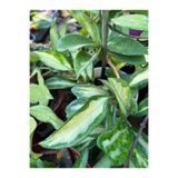 Birtutamrenk Hoya carnosa tricolor mum çiçeği