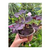 Birtutamrenk Oxalis Triangularis Mor Süs Yoncası Uyku Çiçeği 10cm saksılı