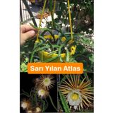 Birtutamrenk Selenicereus hamatus atlas çiçeği sarı 1adet köksüz dal