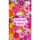 Birtutamrenk Yerli tohum Karışık renk kosmos 15+ adet tohum