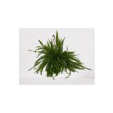 Bitki 30-40 cm Aşk Merdiveni Askılı Nephrolepis