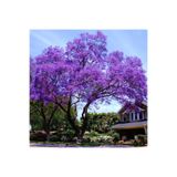 Bitki Dizayn ideaPazar Tüplü Mor Çiçekli Yoğun Kokulu Paulownia Fidanı (30-50 cm)