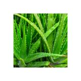 Bitki Dizayn Saksıda Şifalı Sarısabır Aloe Vera (alovera) Fidanı