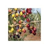 Bitki Dizayn Saksılı Tam Bodur Arbequina Zeytin Fidanı