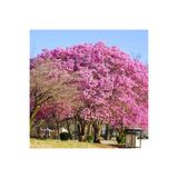 Bitki Dizayn Şans Ağacı Pembe Çiçekli Kokulu Paulownia Fidanı