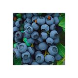 Bitki Dizayn Tüplü Çok Verimli Blueberry Brigitta Yaban Mersini Fidanı