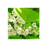 Bitki Dizayn Tüplü Kokulu Çiçekli Katalpa (catalpa) Fidanı