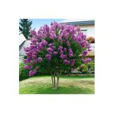 Bitki Dizayn Tüplü Mor Oya Ağacı (lagerstromia Indica) Fidanı