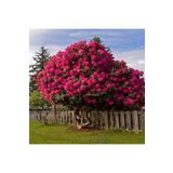Bitki Dizayn Tüplü Pembe Oya Ağacı (lagerstromia Indica) Fidanı